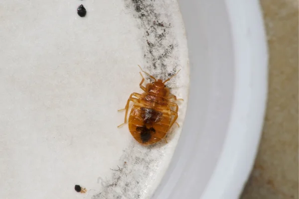 Fast Bed Bug Chemical Treatment Available 24/7