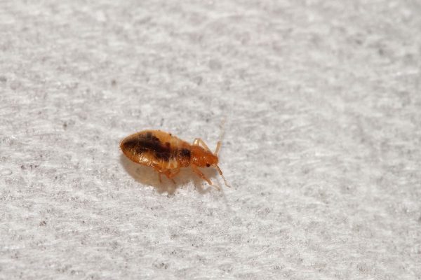 Get Affordable Bed Bug Treatment with Proven Results