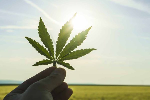 Green Guyz Cannabis Club Madrid: The Top Choice for Cannabis Lovers