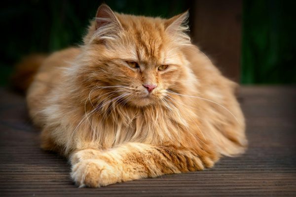 Healthy Maine Coon Cats for Sale Sacramento – Schedule a Visit